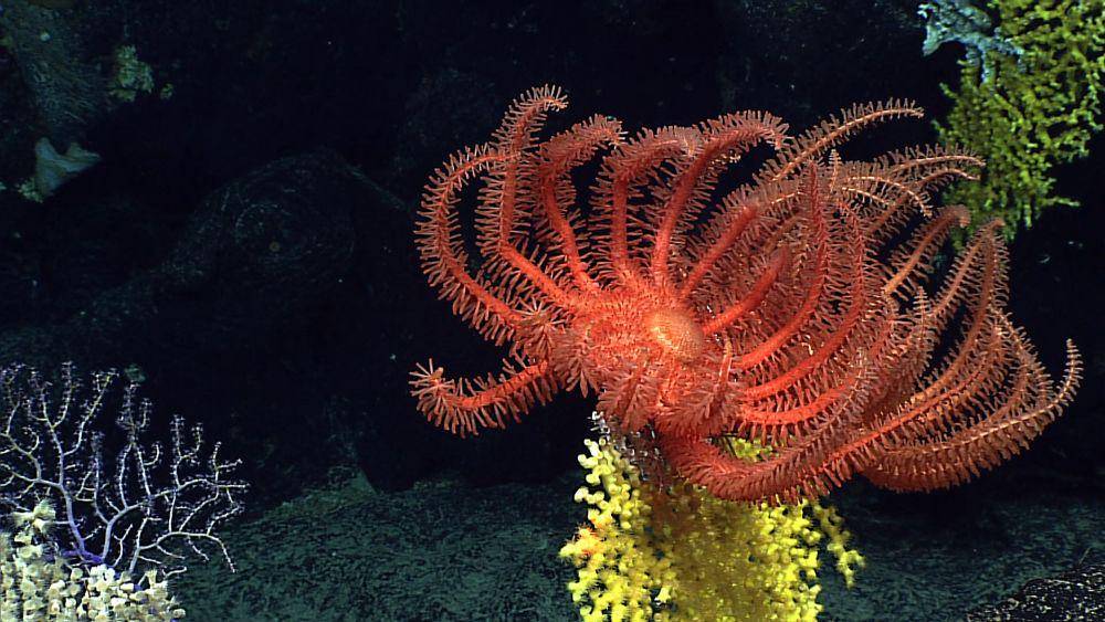 Novodinia pacifica (flickr.com/noaaphotolib)