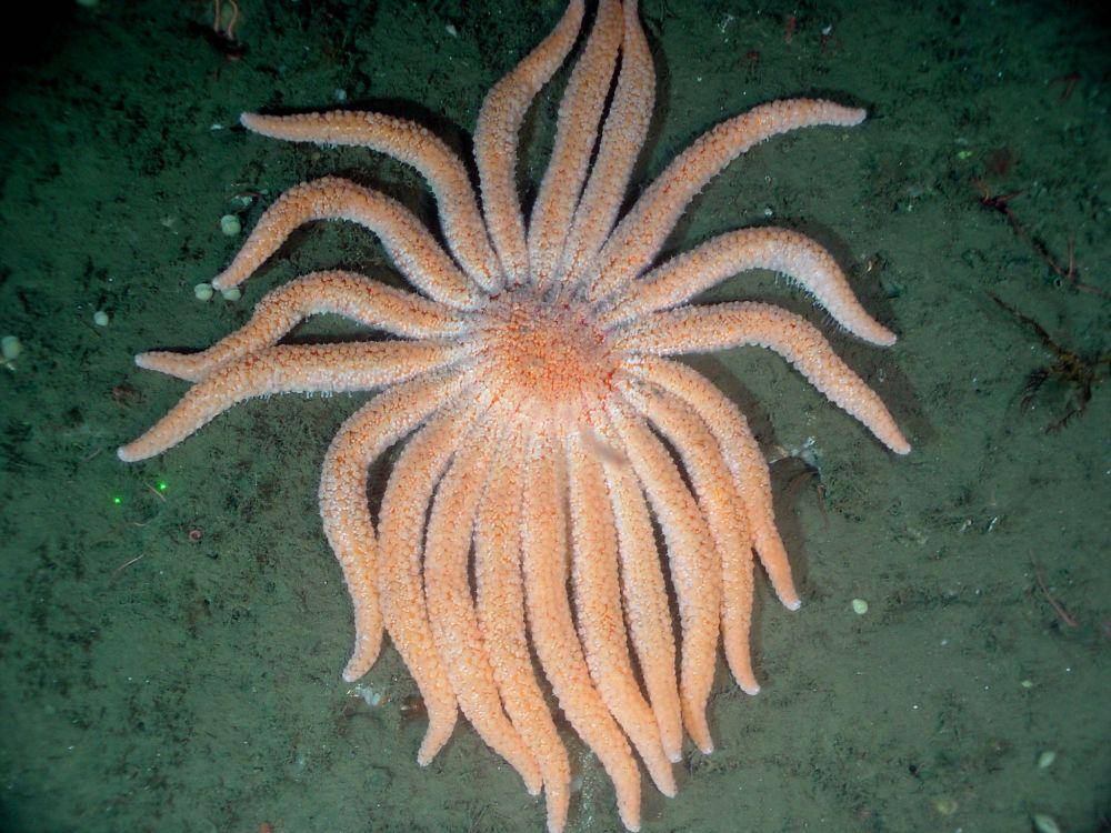 Pycnopodia helianthoides (flickr.com/noaaphotolib)