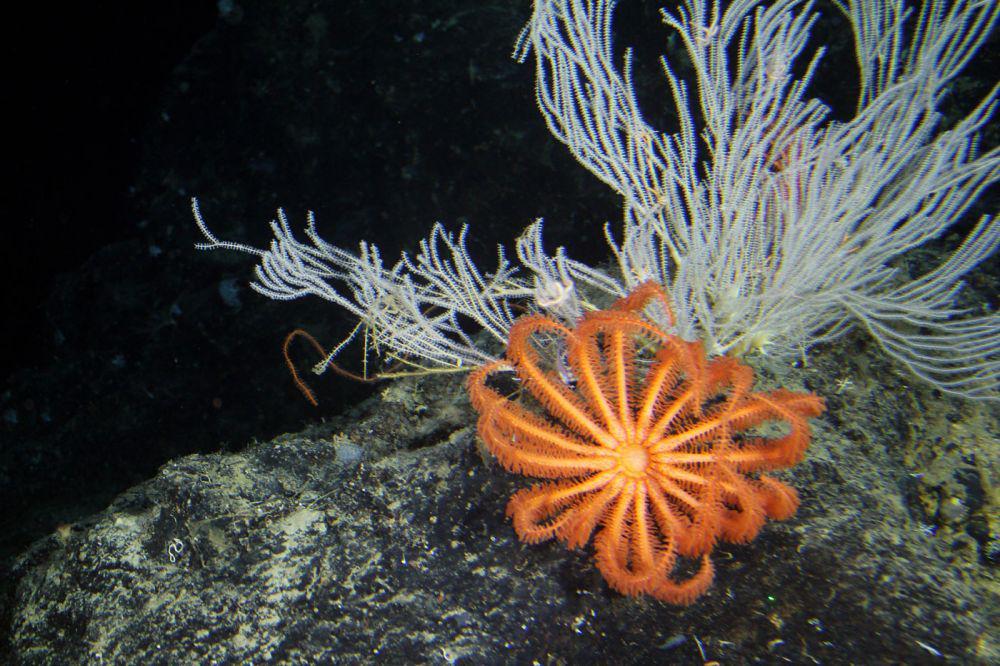 13 Spesies Bintang Laut yang Punya Lebih dari 5 Lengan