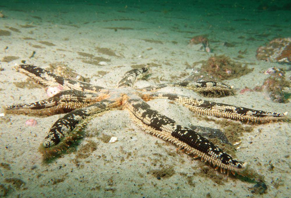 Luidia australiae (flickr.com/John Turnbull)