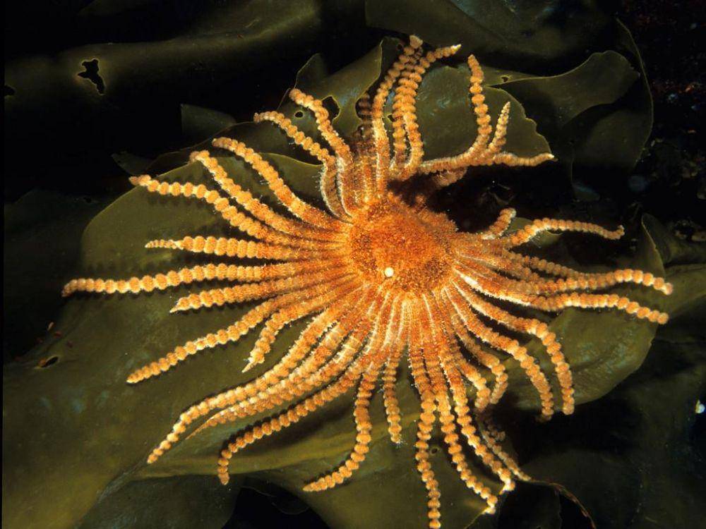 Labidiaster annulatus (twitter.com/UnderWaterWorId)