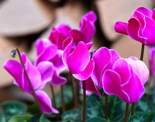 ilustrasi bunga Cyclamen (pixabay.com/Matthias Böckel)