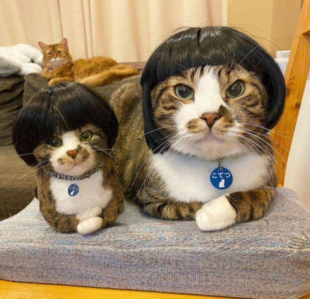 kucing lucu kelewat sayang anak (twitter.com/weirdlilguys))