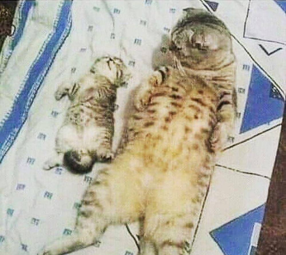 kucing lucu kelewat sayang anak (instagram.com/kucingseru)
