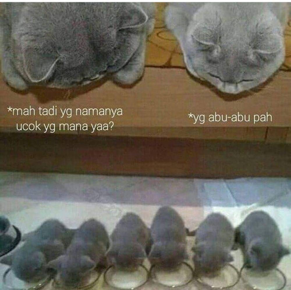 kucing lucu kelewat sayang anak (instagram.com/kucingseru)
