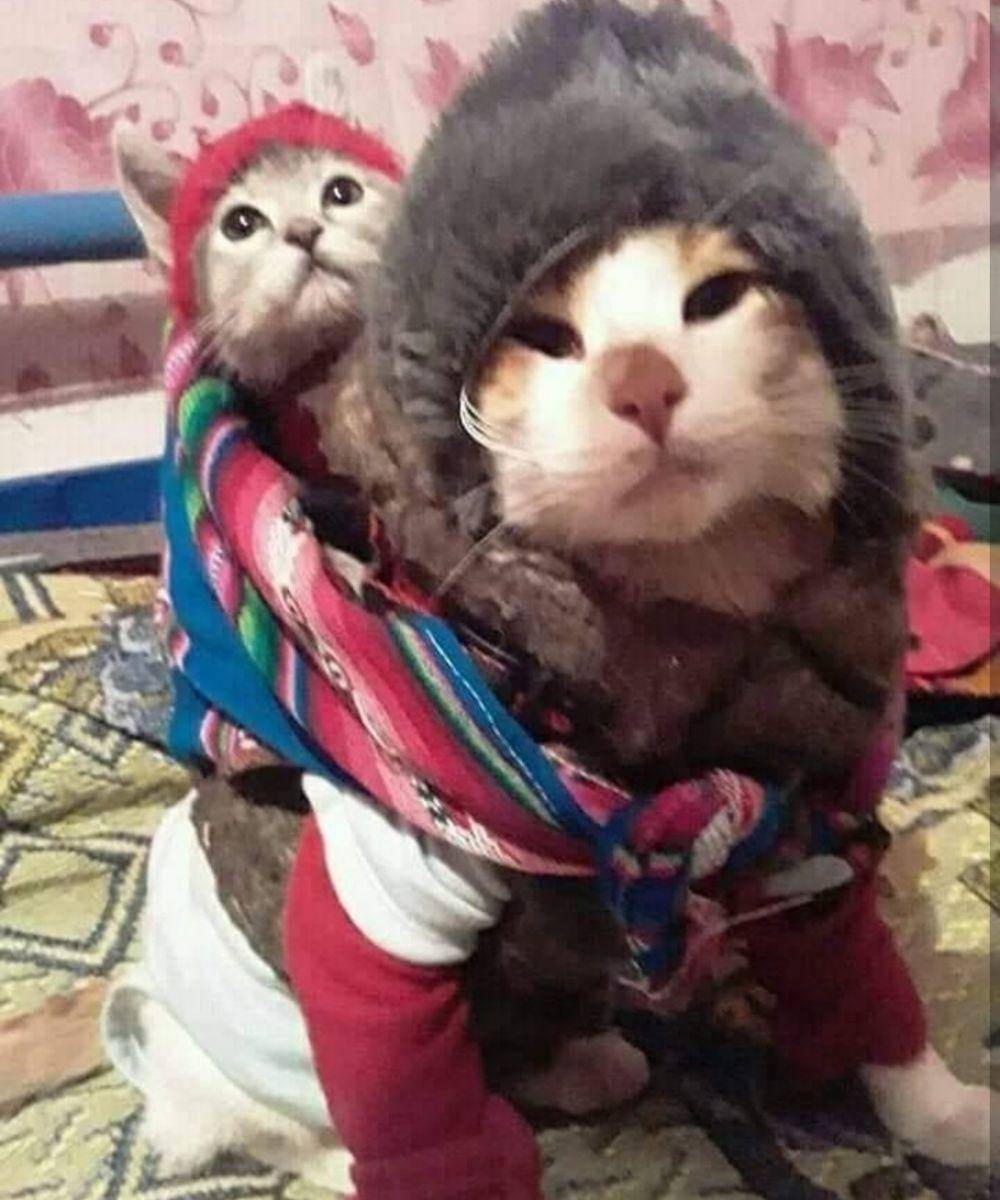 kucing lucu kelewat sayang anak (instagram.com/kucingseru)
