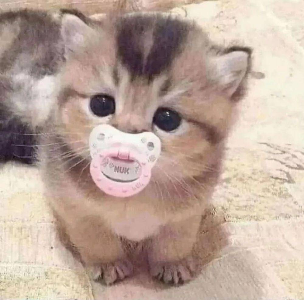kucing lucu kelewat sayang anak (instagram.com/catdreams9)