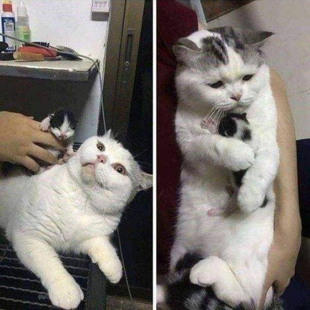 kucing lucu kelewat sayang anak (instagram.com/catloversklub)
