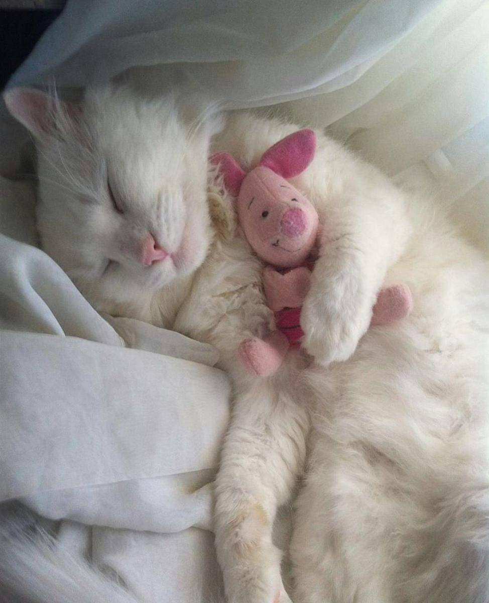 kucing lucu kelewat sayang anak (instagram.com/catloversklub)