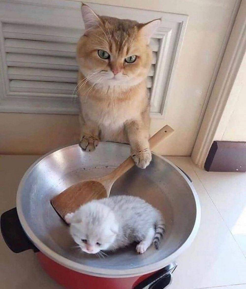 kucing lucu kelewat sayang anak (instagram.com/catloversklub)