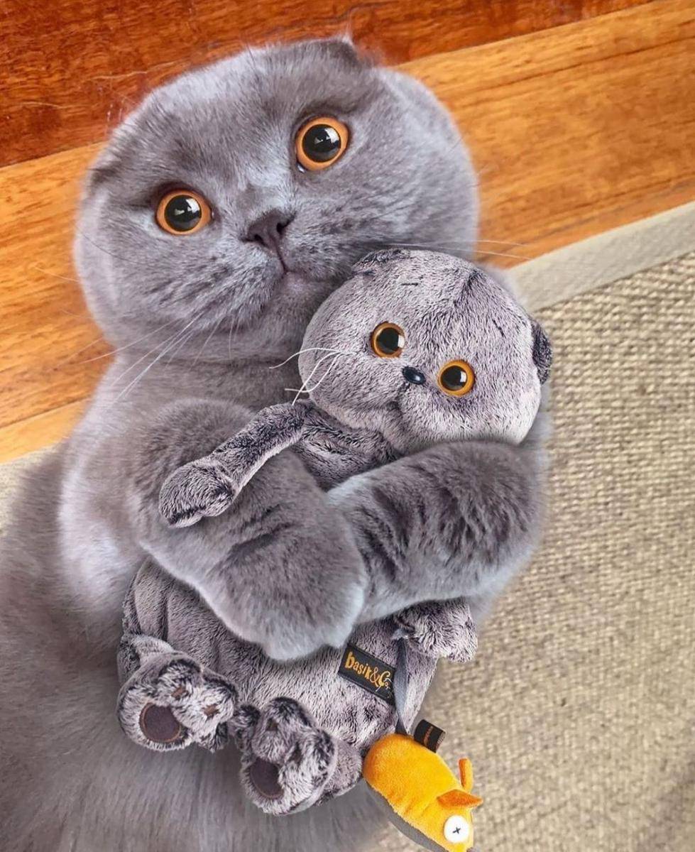 kucing lucu kelewat sayang anak (instagram.com/catloversklub)