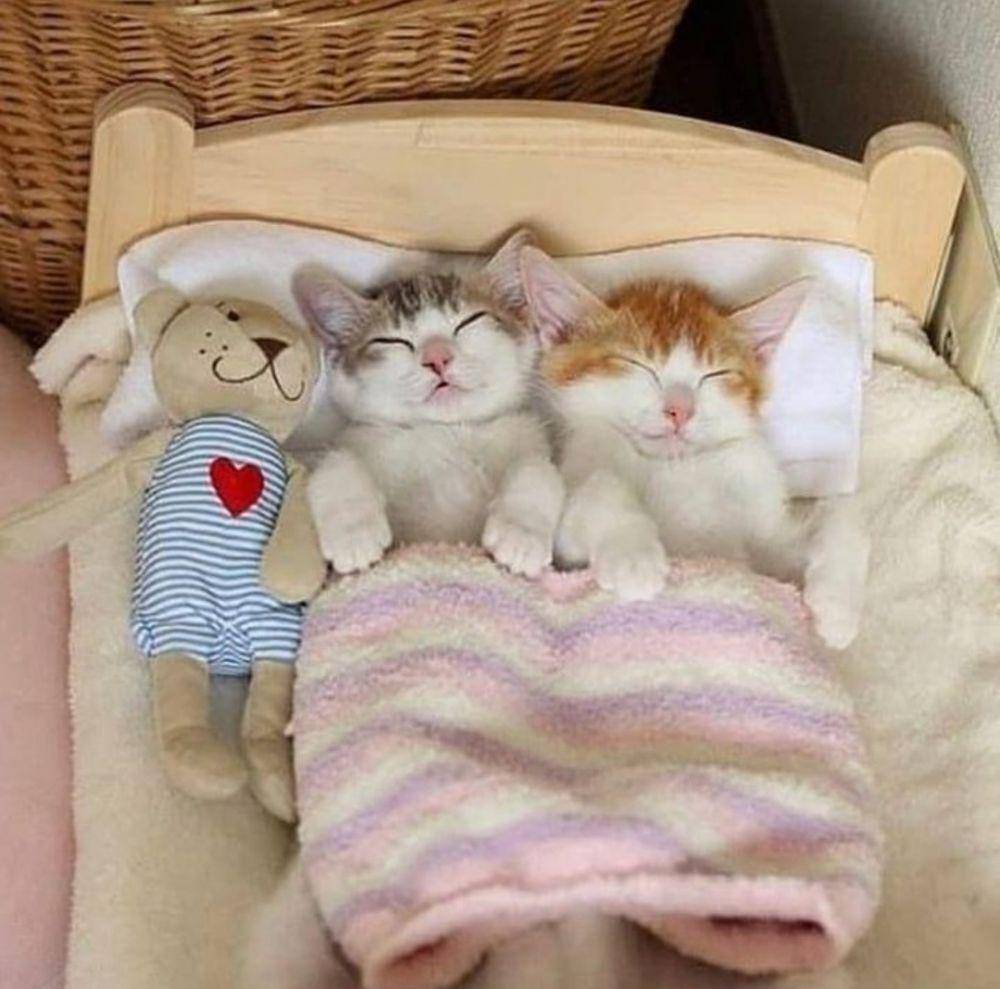 kucing lucu kelewat sayang anak (instagram.com/catloversklub)