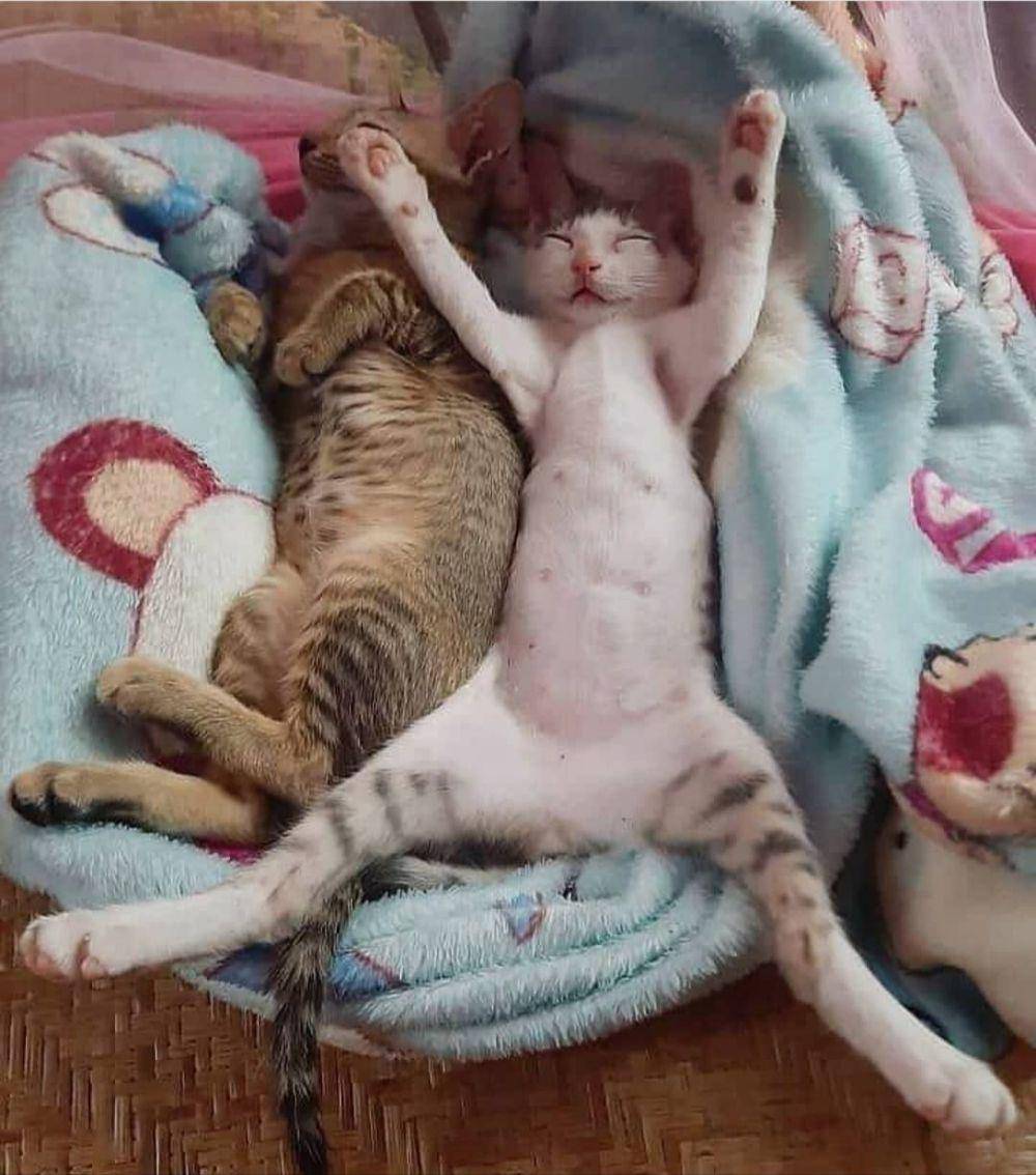 kucing lucu kelewat sayang anak (instagram.com/catloversklub)