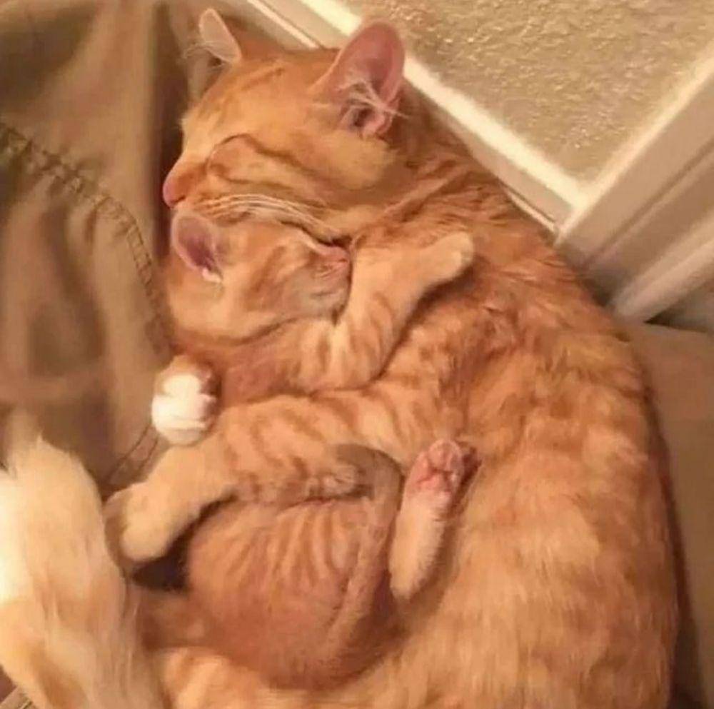 kucing lucu kelewat sayang anak (instagram.com/poodles_stuff_love))