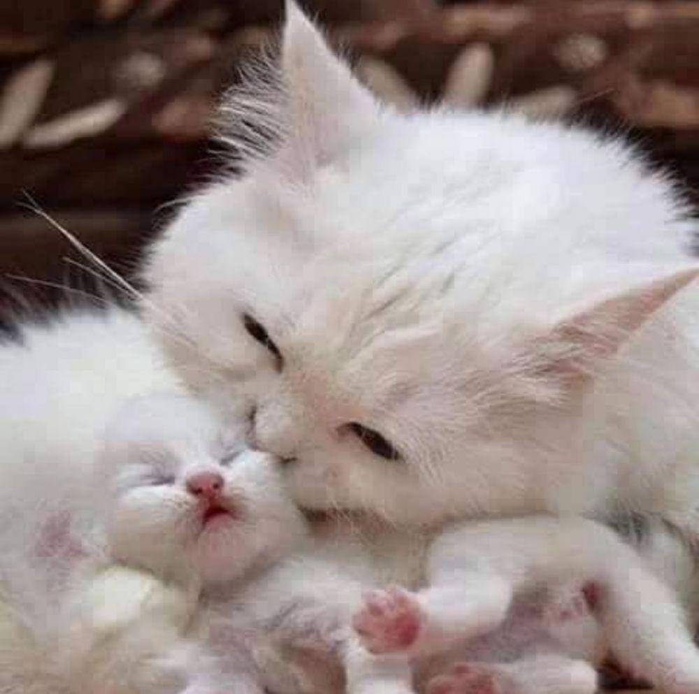 kucing lucu kelewat sayang anak (instagram.com/poodles_stuff_love))