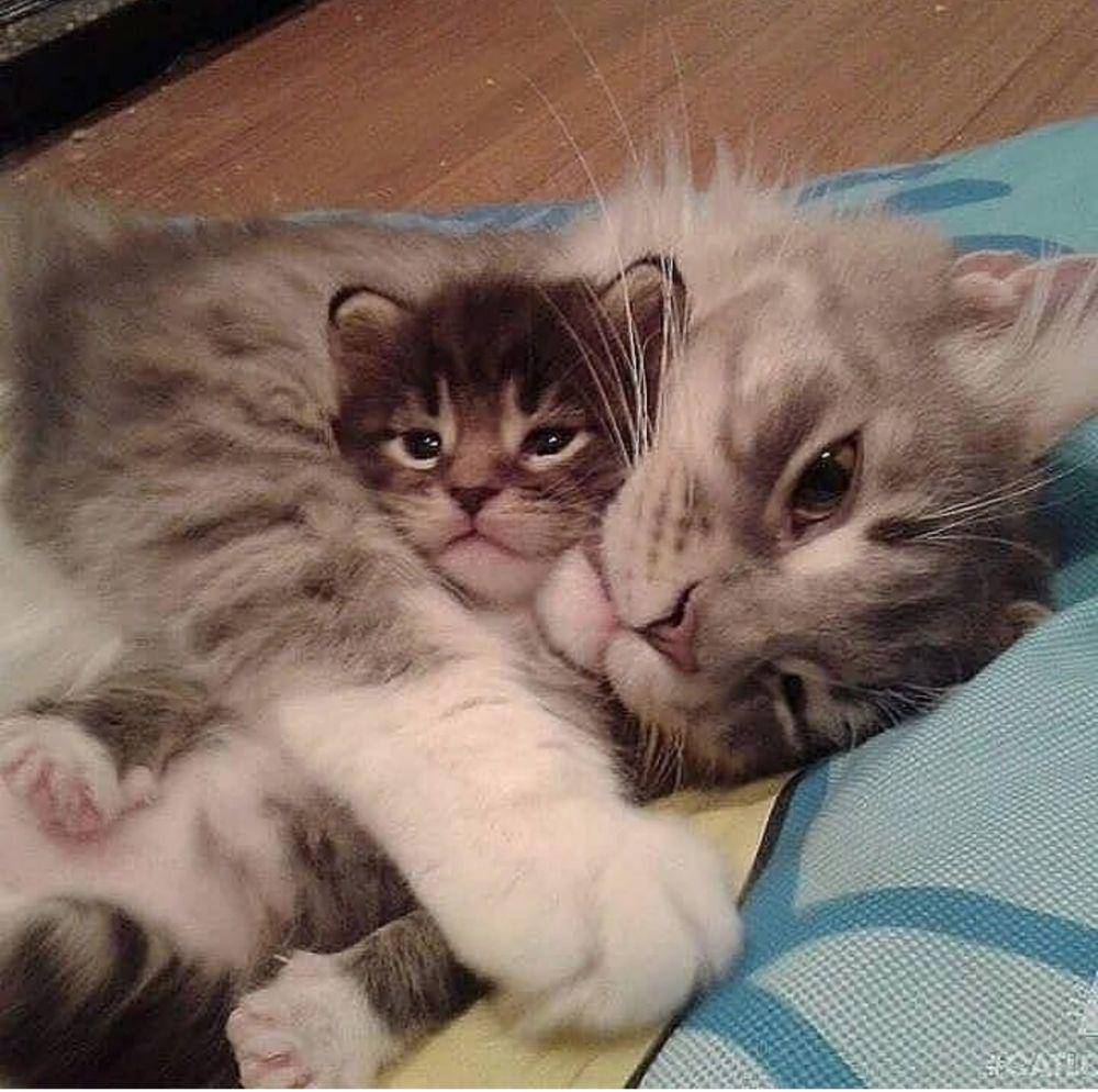 kucing lucu kelewat sayang anak (instagram.com/catloversklub)