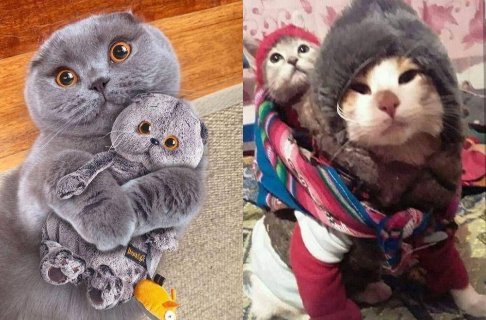 kucing lucu kelewat sayang anak (instagram.com/catloversklub | instagram.com/kucingseru)