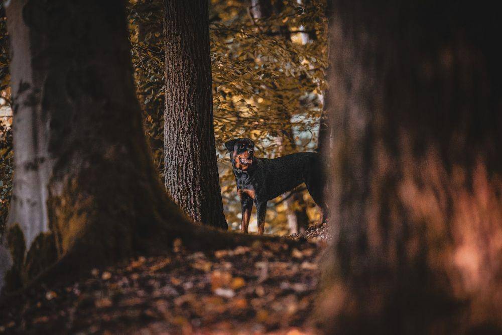 Unsplash/Kevin Seibel