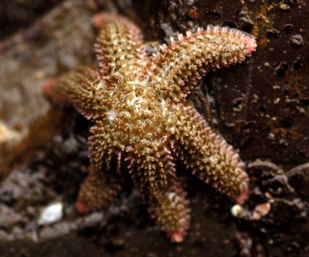 Leptasterias hexactis (commons.wikimedia.org/Matt Knoth)