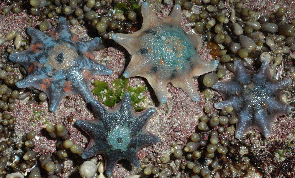 Patiriella calcar (commons.wikimedia.org/MAVRIC Staff)