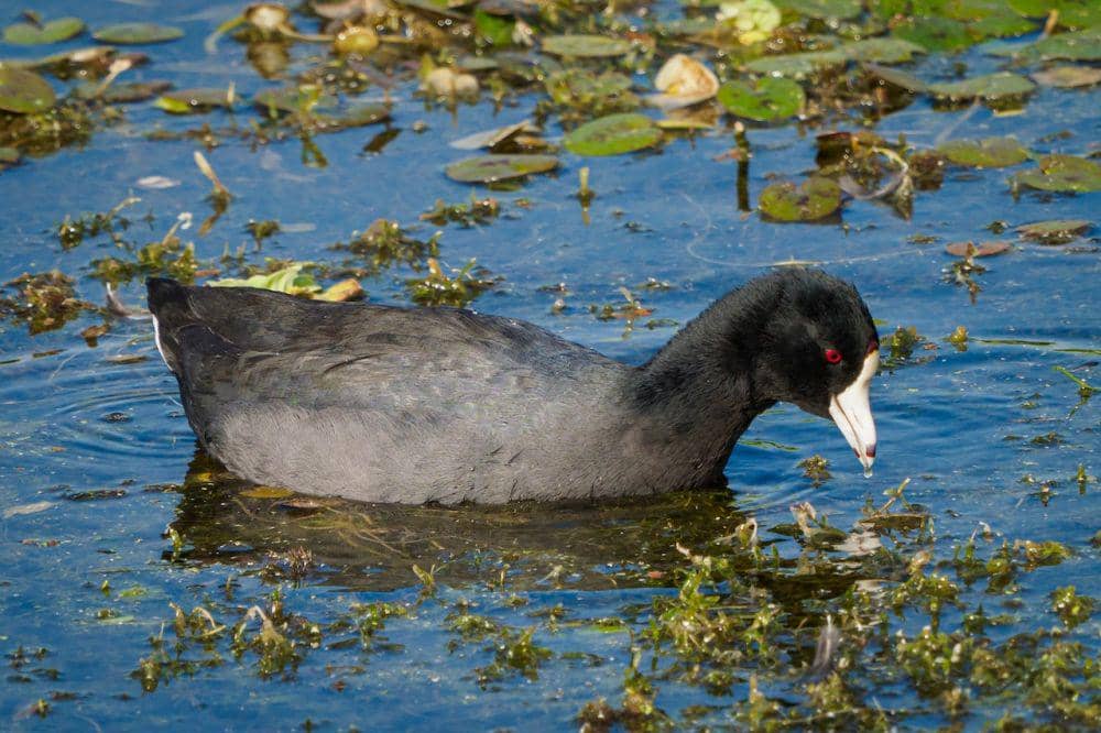10 Jenis Burung Coot yang Tersebar di Dunia