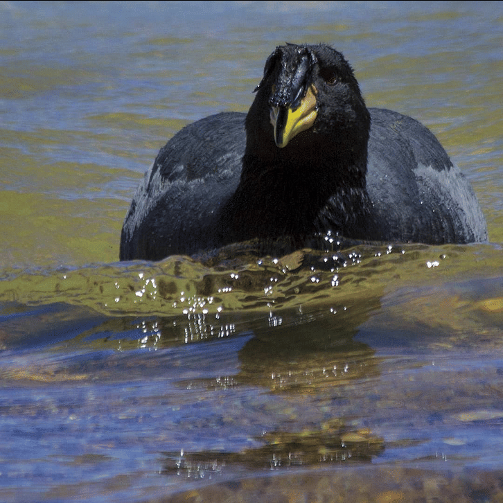 ilustrasi burung coot bertanduk.(instagram.com/rodrigotapiawildlifephoto)