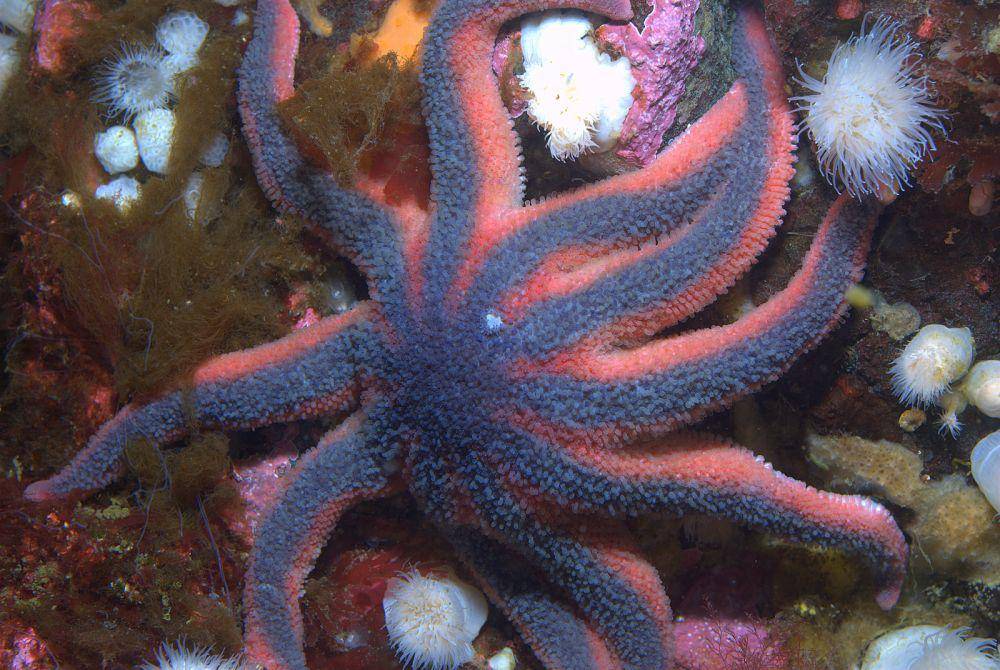 Solaster stimpsoni (commons.wikimedia.org/Ed Bierman)