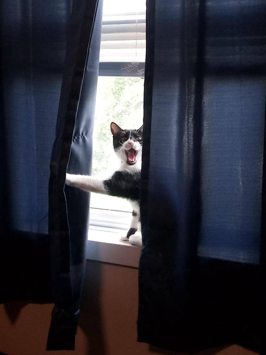 potret gemes kucing ngamuk (reddit.com/user/Barfsack)