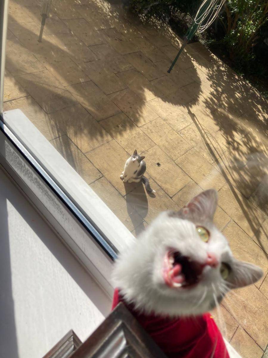 potret gemes kucing ngamuk (reddit.com/user/5CZ)