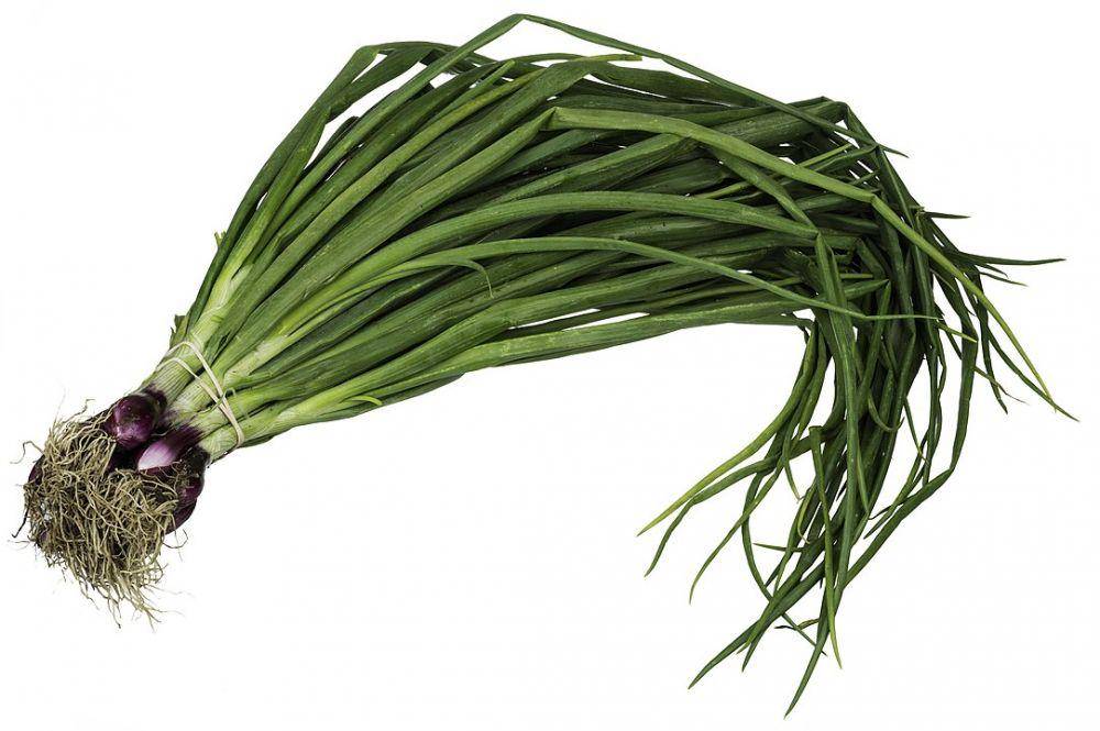 ilustrasi scallions (Evan-Amos, Public domain, via Wikimedia Commons)