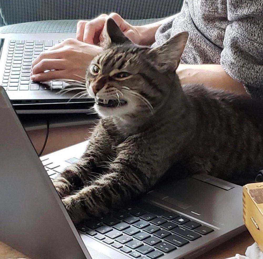 potret gemes kucing ngamuk (reddit.com/user/jix333)