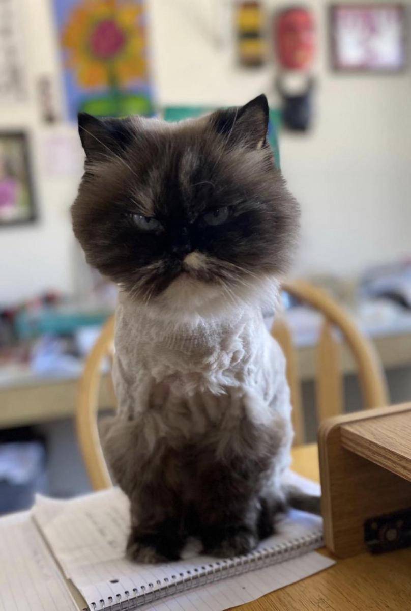 potret gemes kucing ngamuk (reddit.com/user/lucky_Lola)