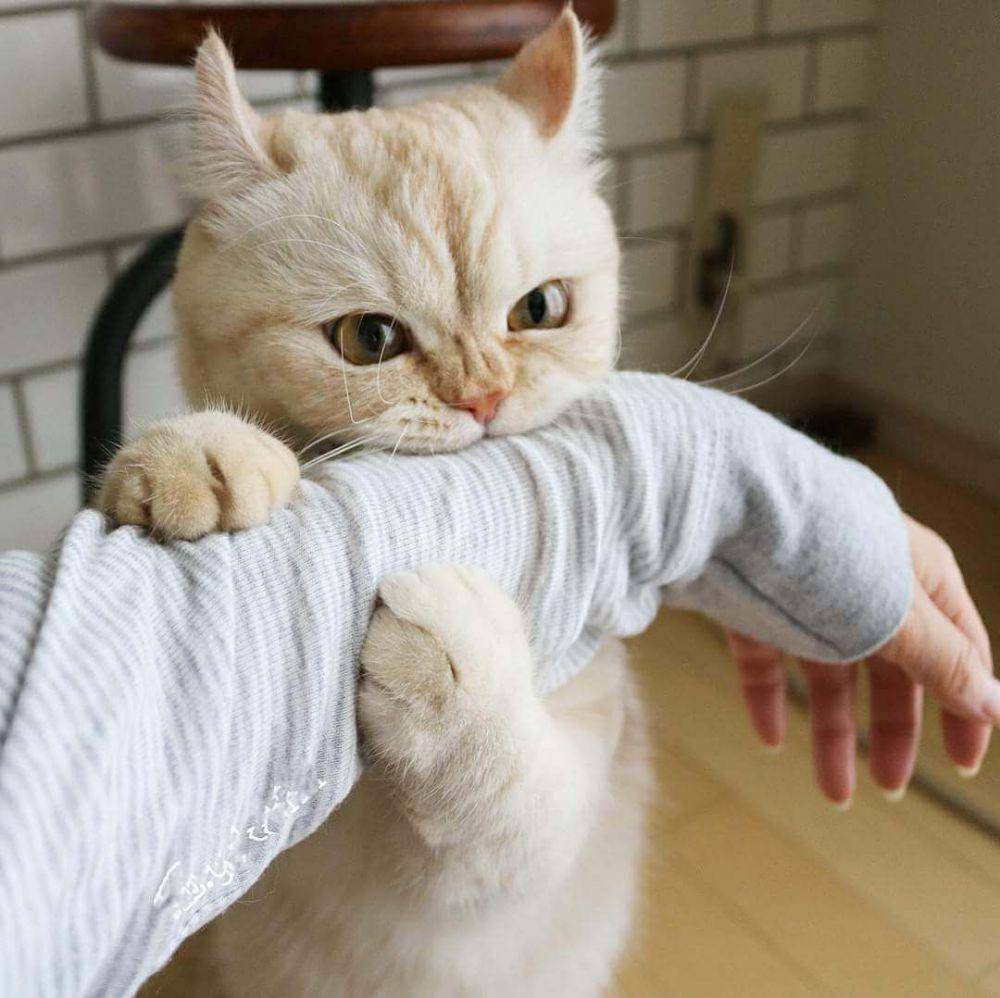 potret gemes kucing ngamuk (reddit.com/user/Heyprajwal)