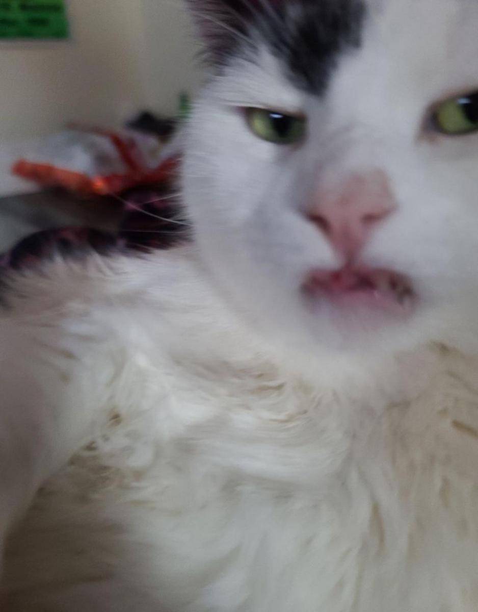 potret gemes kucing ngamuk (reddit.com/user/doveguy)