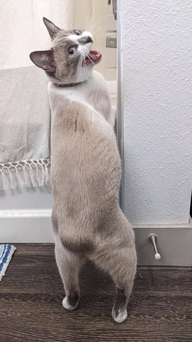 potret gemes kucing ngamuk (reddit.com/user/Amag140696)