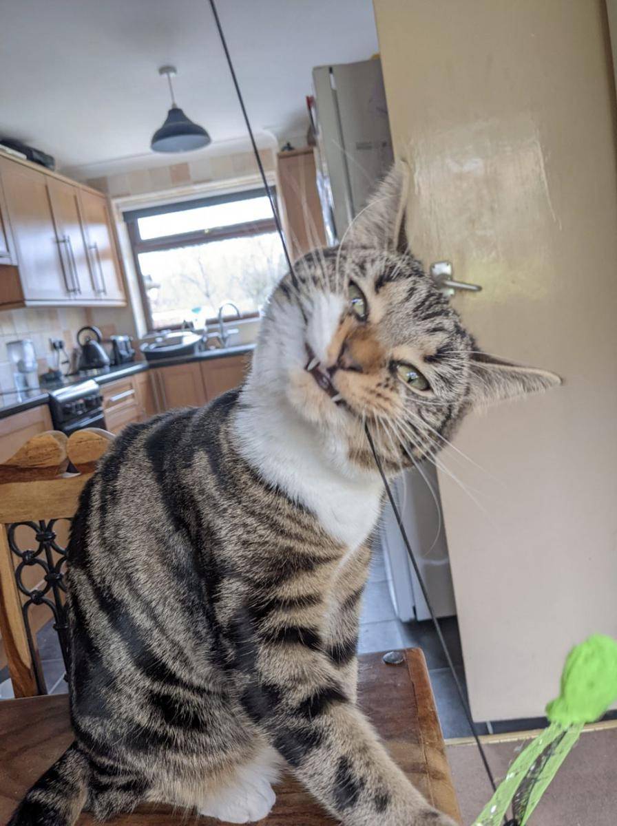 potret gemes kucing ngamuk (reddit.com/user/HuxleyPig)