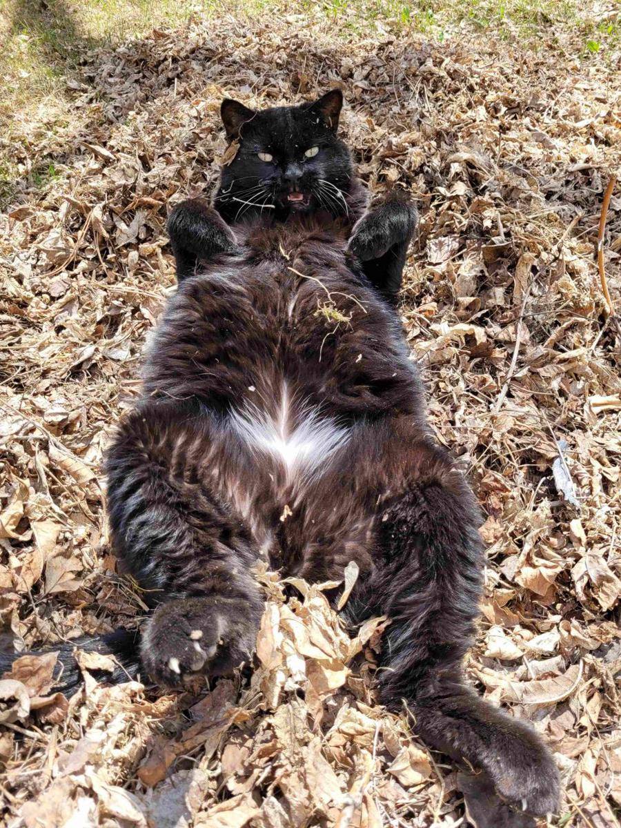 potret gemes kucing ngamuk (reddit.com/user/justin19833)