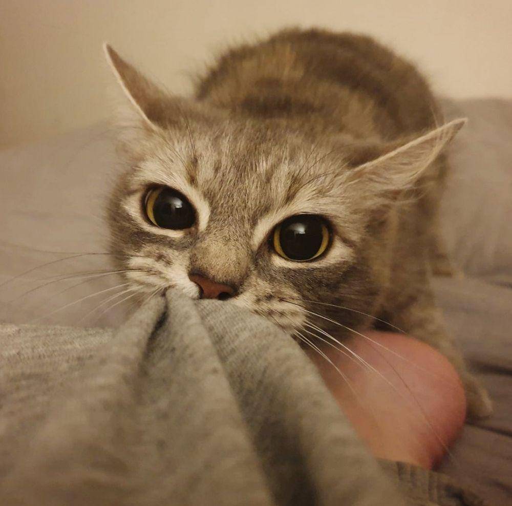 potret gemes kucing ngamuk (reddit.com/user/IdlyConserve)