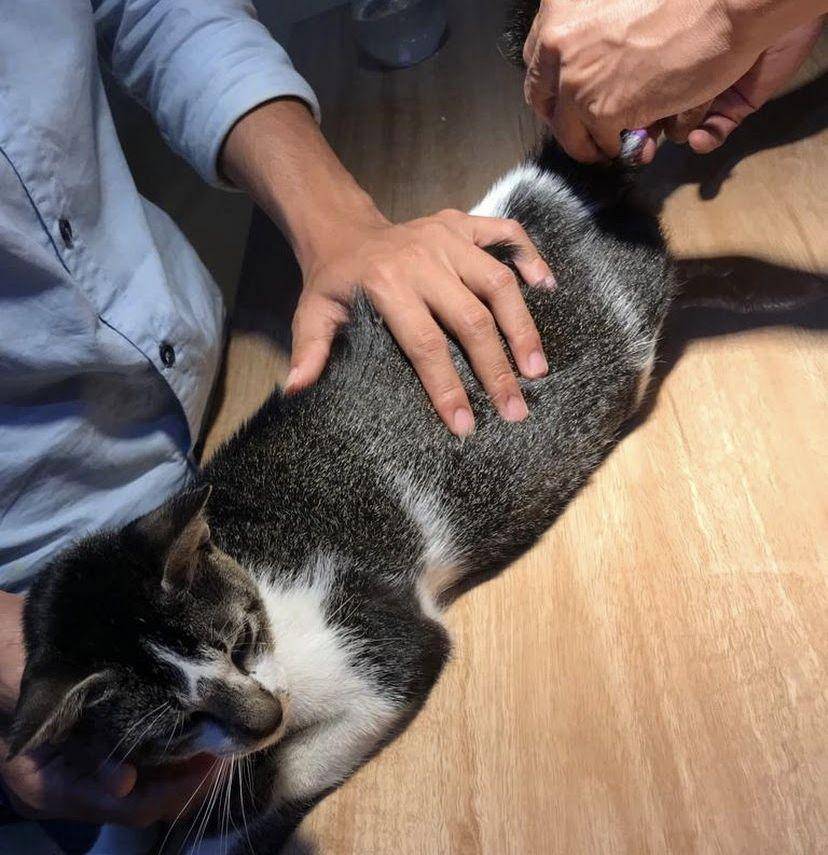 Pemeriksaan kucing. (Google Review/Yusrida Eka)