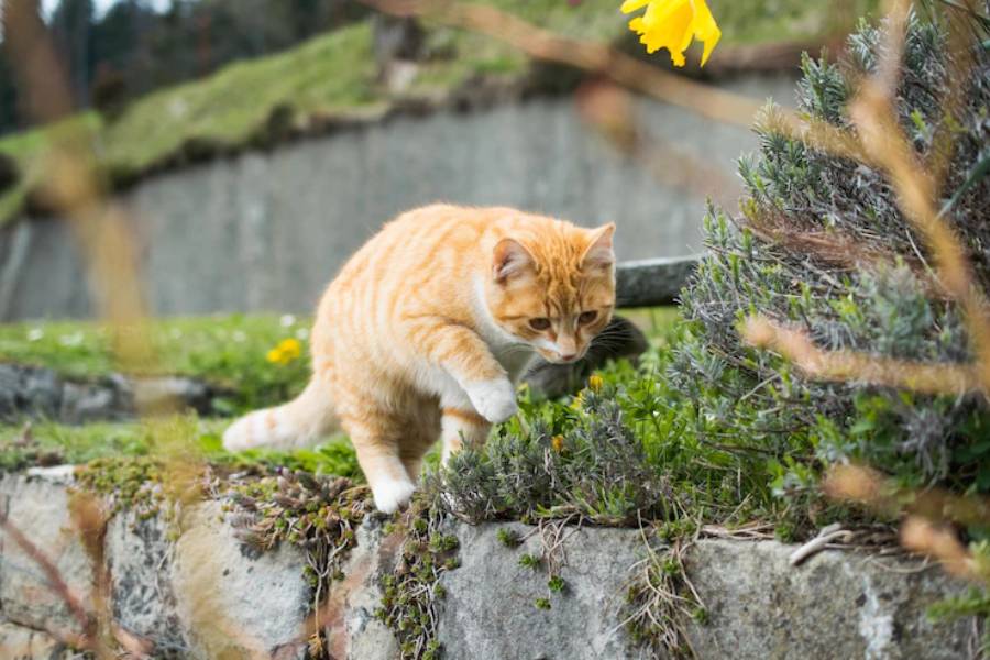 ilustrasi kucing (freepik.com/Wirestock)