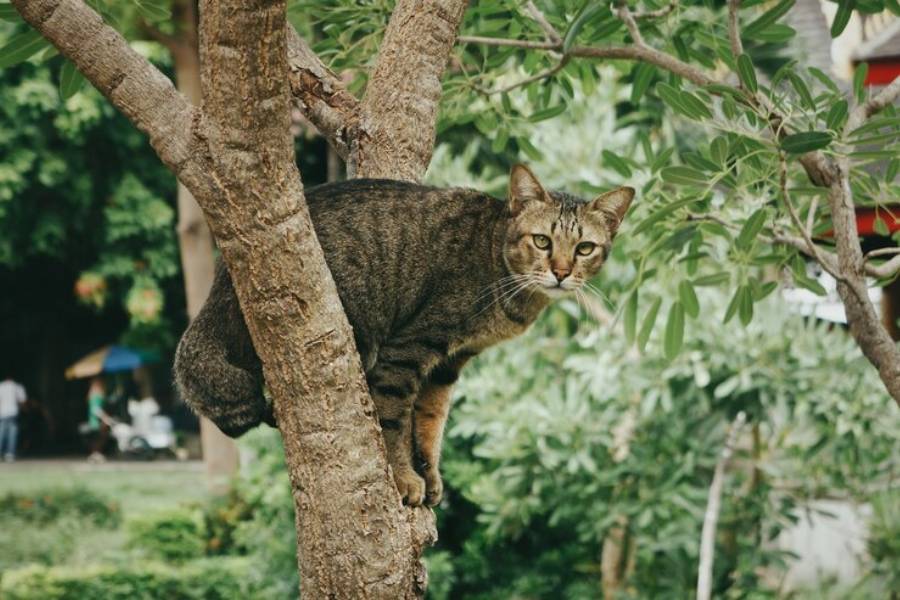 ilustrasi kucing akan mendarat ke tanah (freepik.com/wirestock)