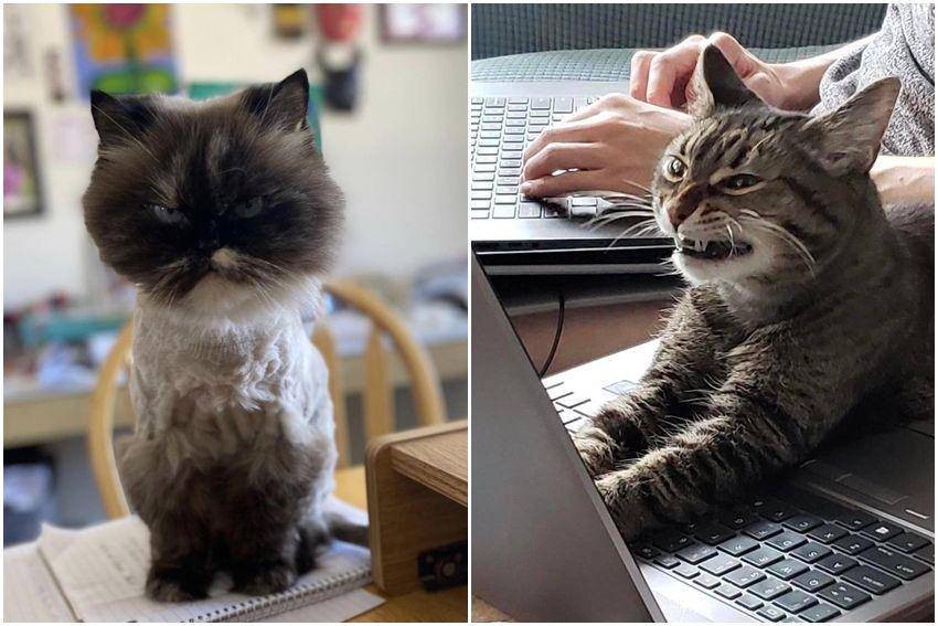 potret gemes kucing ngamuk (reddit.com/user/lucky_Lola | reddit.com/user/jix333)