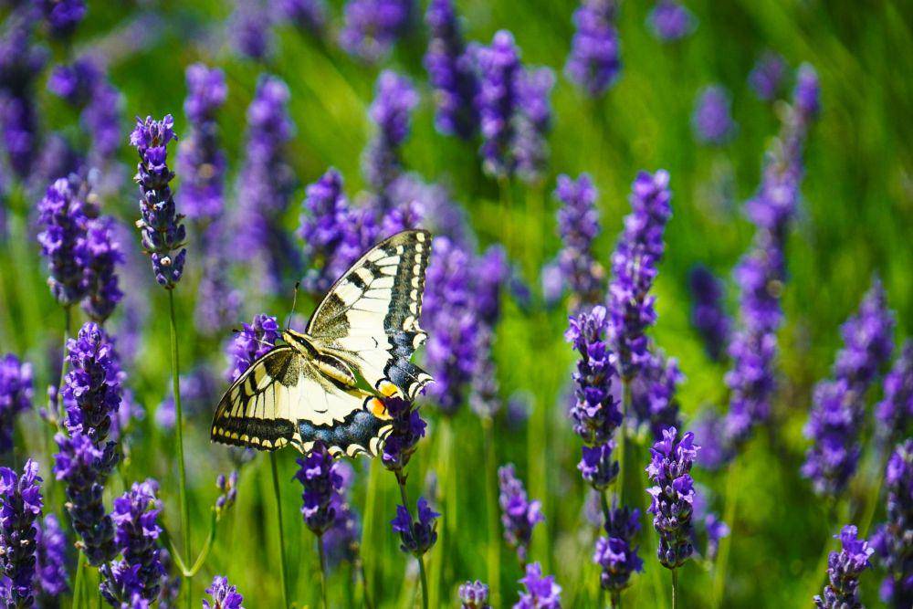 ilustrasi bunga lavender (pexels.com/@gottapics)