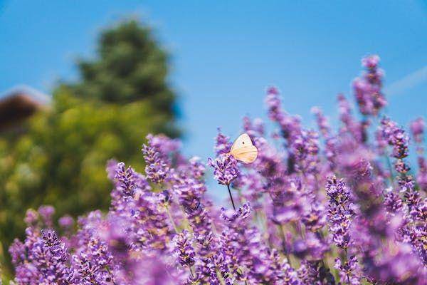 ilustrasi bunga lavender (pexels.com/@vito)