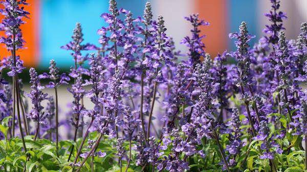 ilustrasi bunga lavender (pexels.com/@streetwindy)