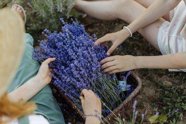 ilustrasi lavender (pexels.com/@anastasia-shuraeva)
