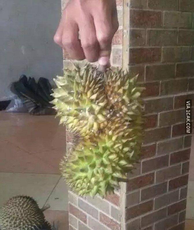 apes saat belah durian (1cak.com)