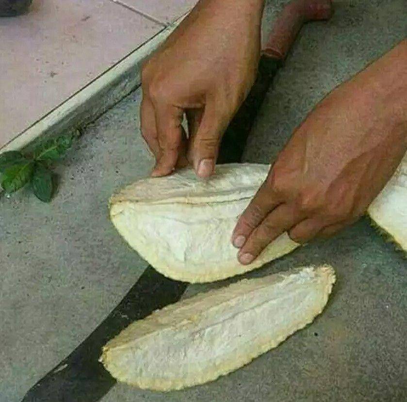 apes saat belah durian (instagram.com/rumah_shitmeme.id)