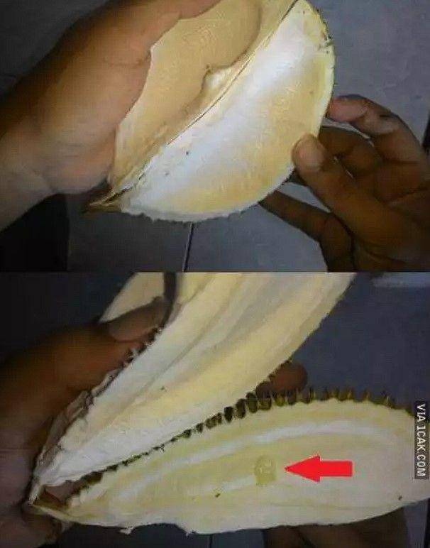 apes saat belah durian (1cak.com)