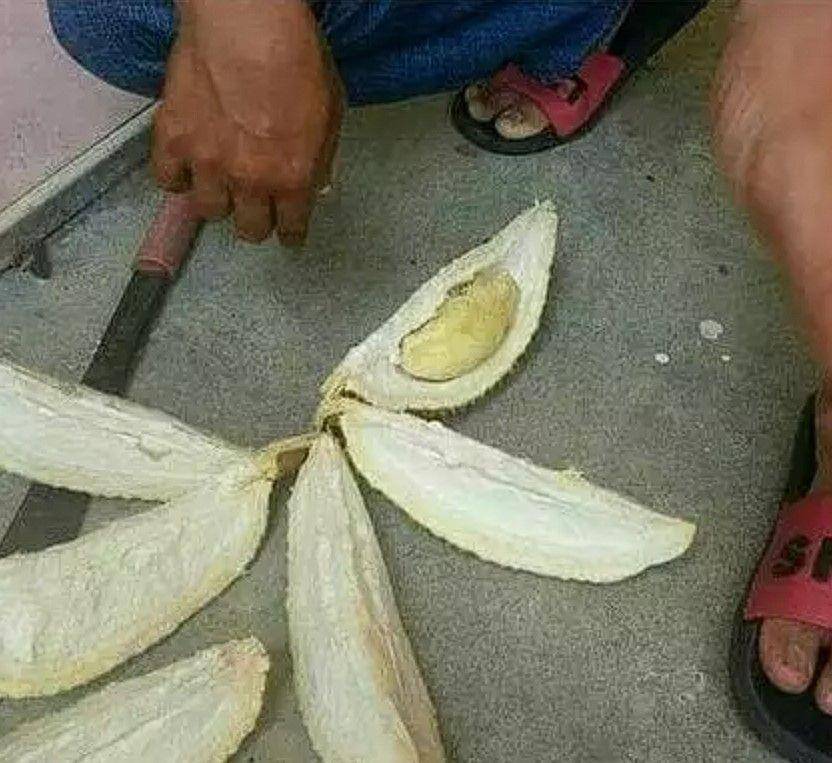 apes saat belah durian (instagram.com/mrci.id)
